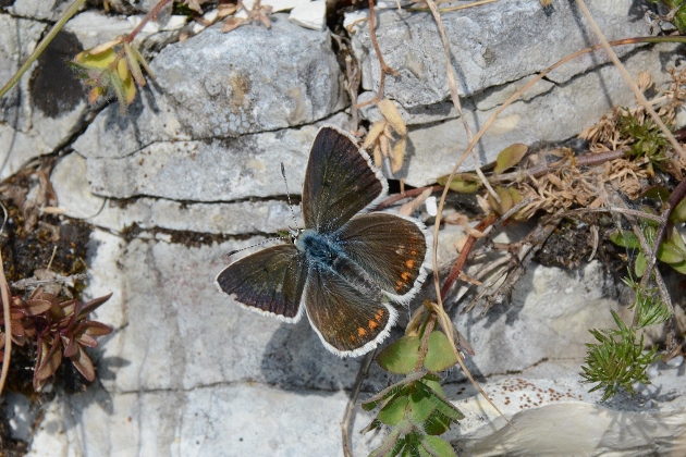 Polyommatus dorylas ?  S, femmina